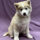 Aston chiot pomsky mâle chocolat et blanc à vendre Paris