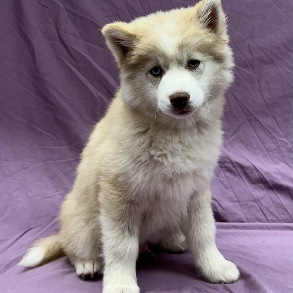 Aston chiot pomsky mâle chocolat et blanc à vendre Paris