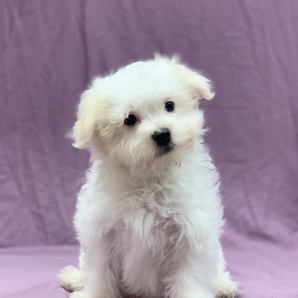 Virgil chiot bichon maltais mâle blanc à vendre Paris