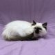 Abie chaton ragdoll femelle seal point