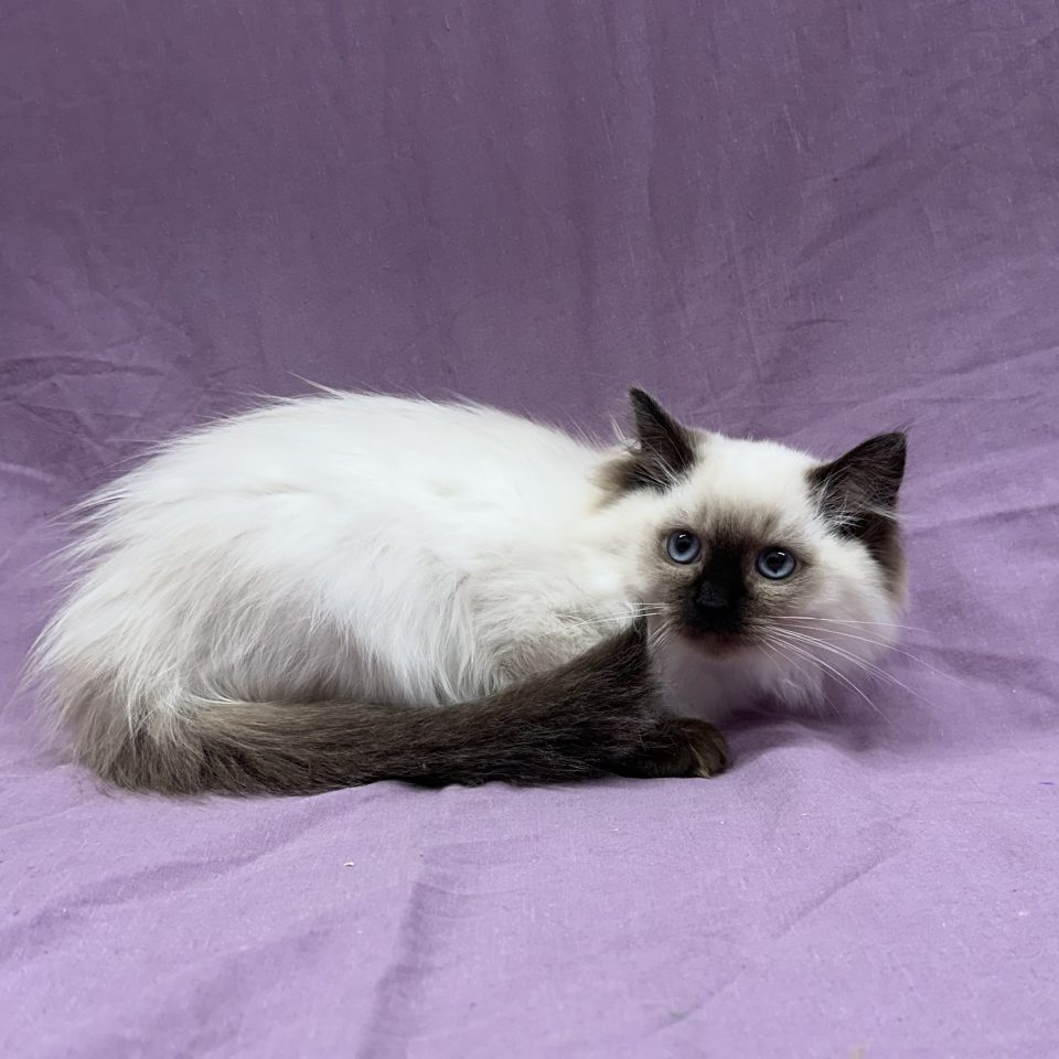 Abie chaton ragdoll femelle seal point