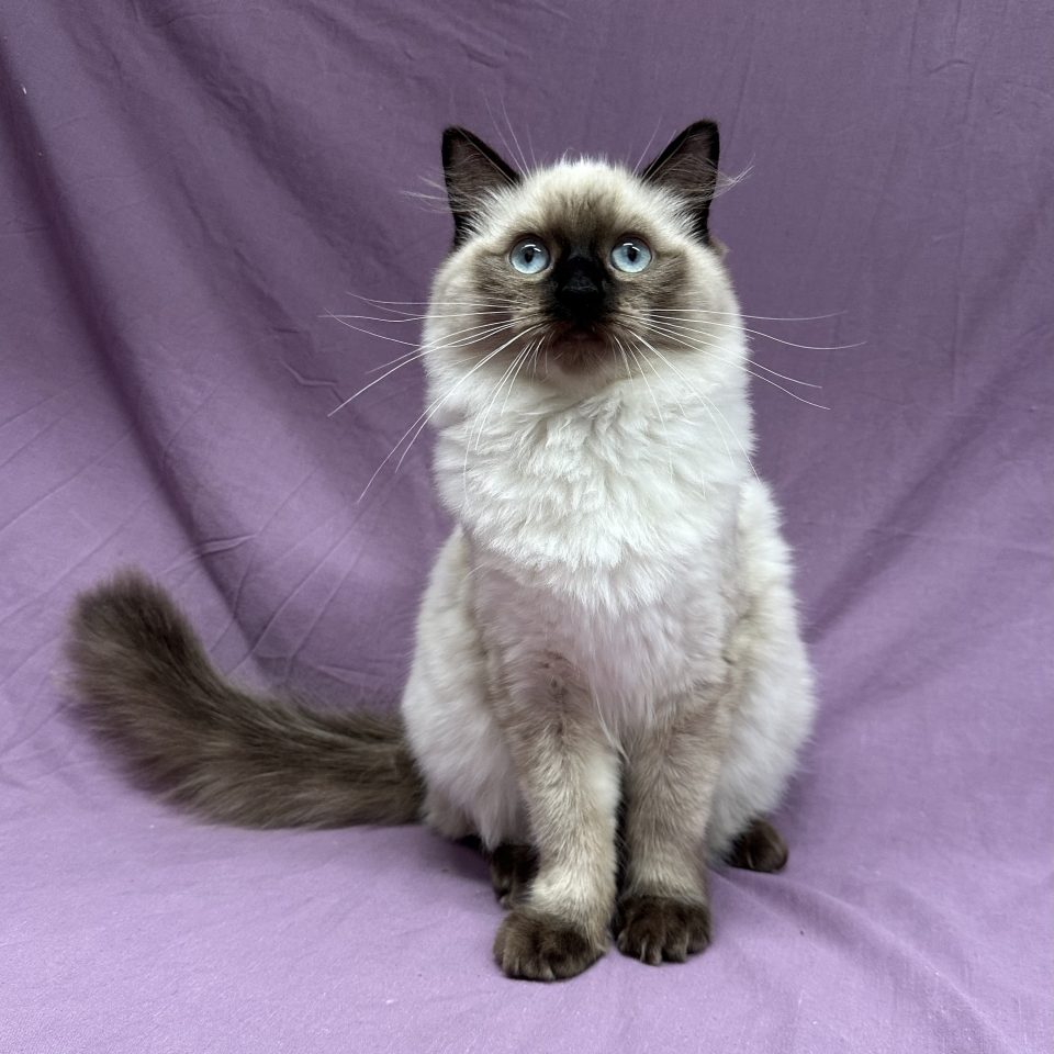 Vegas chaton ragdoll femelle seal color point à vendre Paris