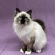 Venus chaton ragdoll femelle seal point mitted à vendre Paris