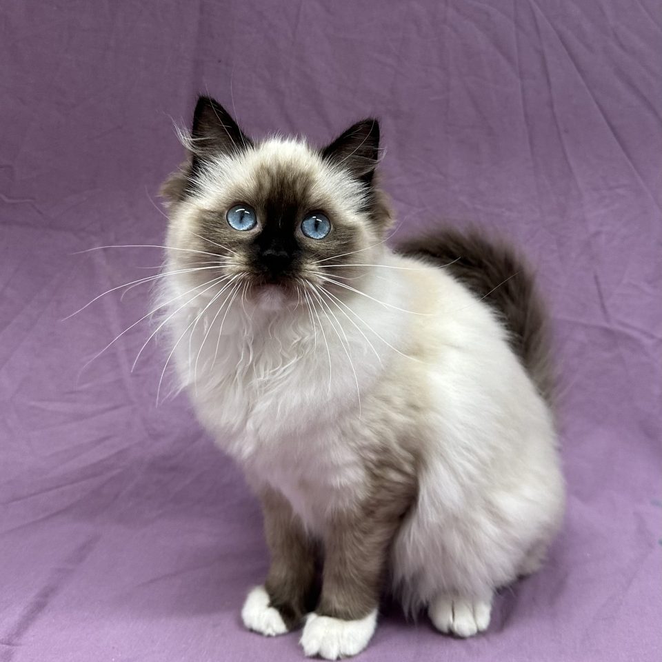 Venus chaton ragdoll femelle seal point mitted à vendre Paris