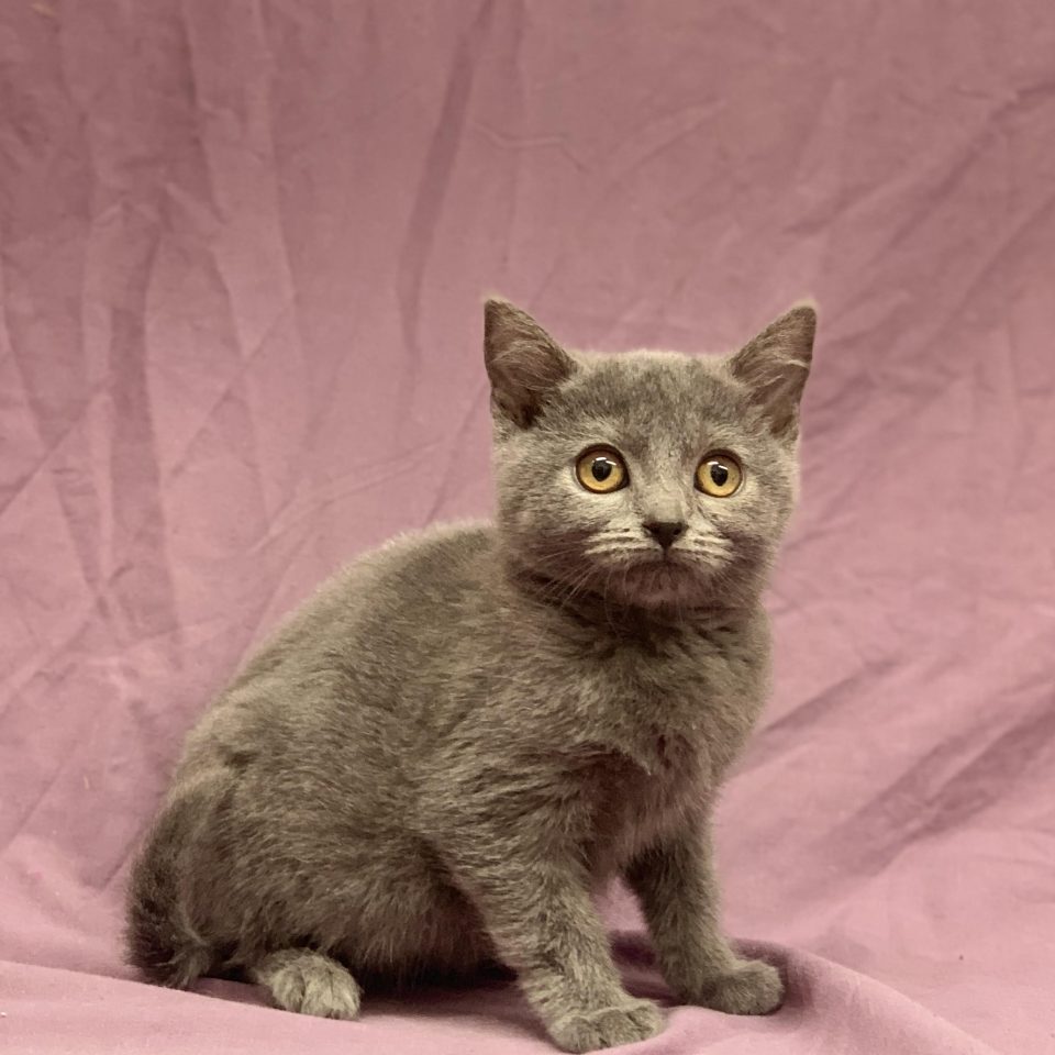 Wendy chartreux chaton Femelle bleu à vendre Paris