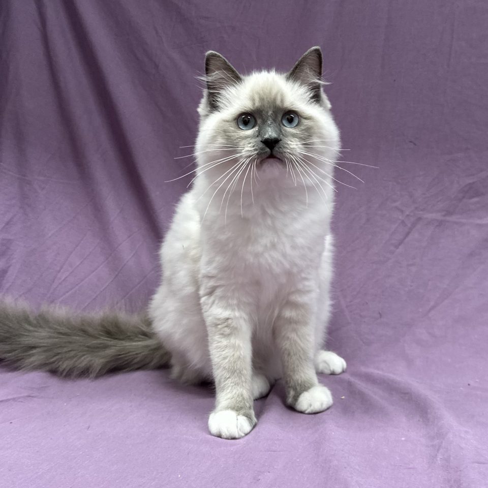 Zephir chaton ragdoll mâle blue mitted à vendre Paris