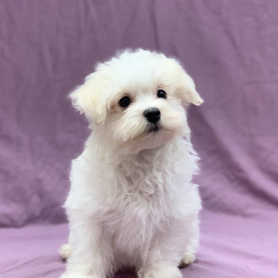 Vamos chiot bichon maltais mâle blanc à vendre Paris