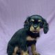 Vicky chiot cavalier king charles femelle noir et feu a vendre paris