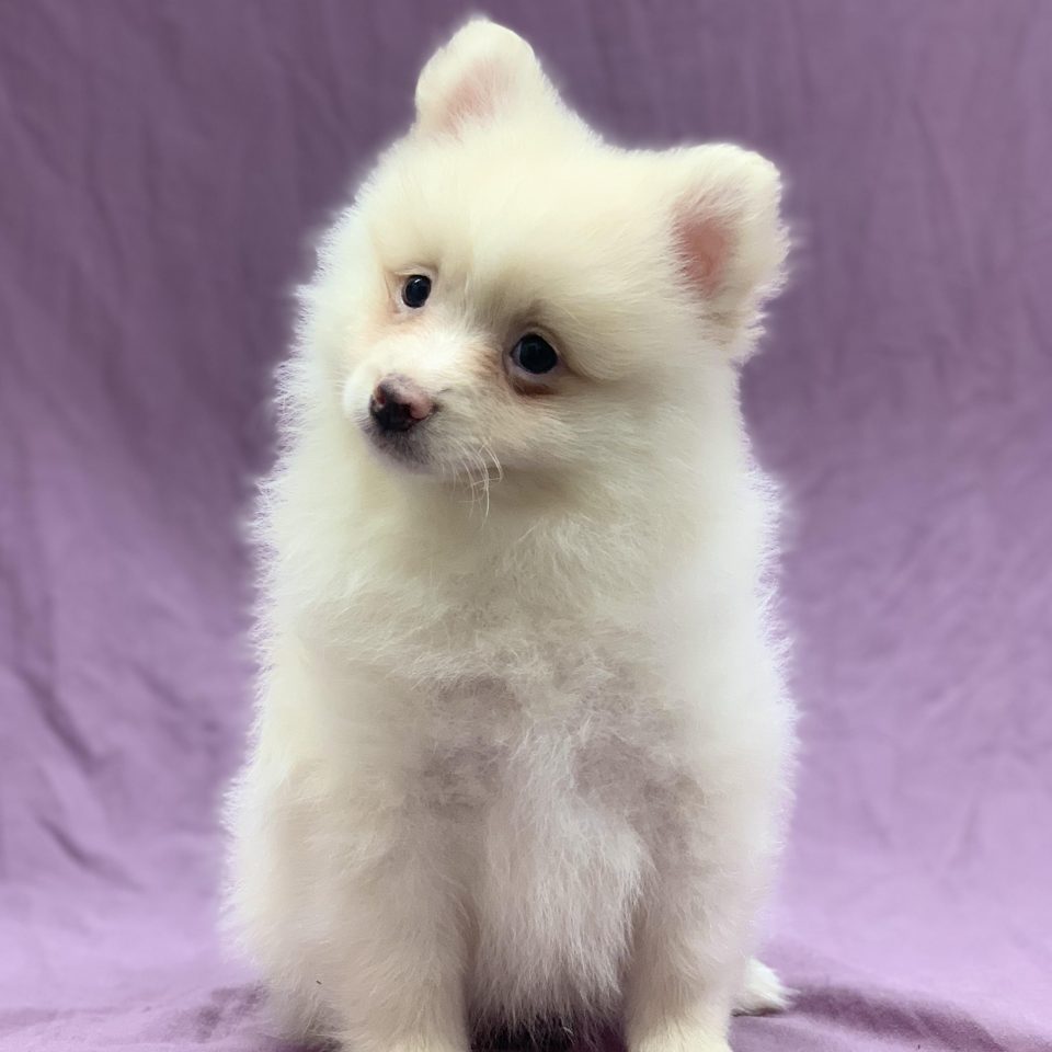 Vendaya chiot spitz femelle crème à vendre Paris