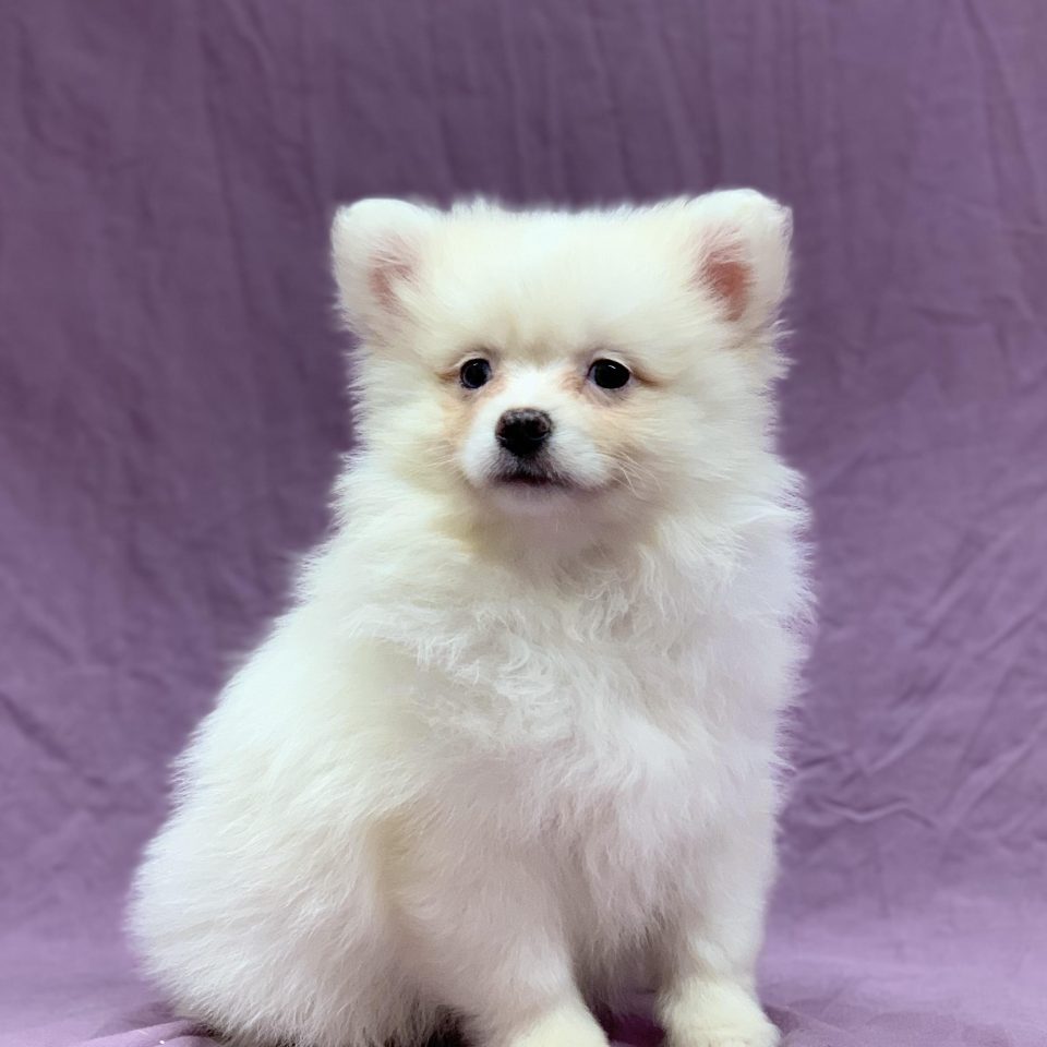 Vulcano chiot spitz mâle crème à vendre Paris