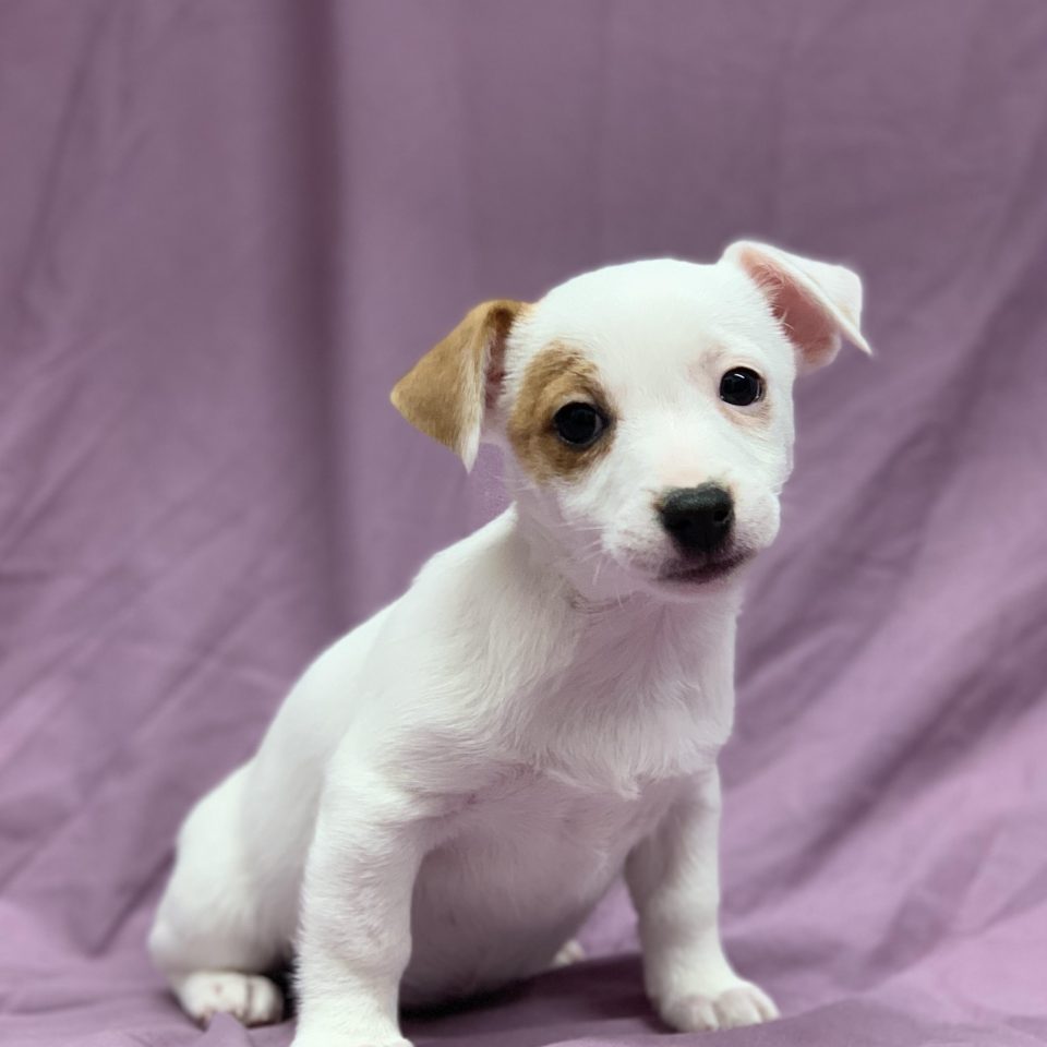 Valina chiot jack russell blanche et fauve femelle à vendre Paris