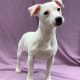 Velvet chiot jack russell blanche femelle à vendre Paris