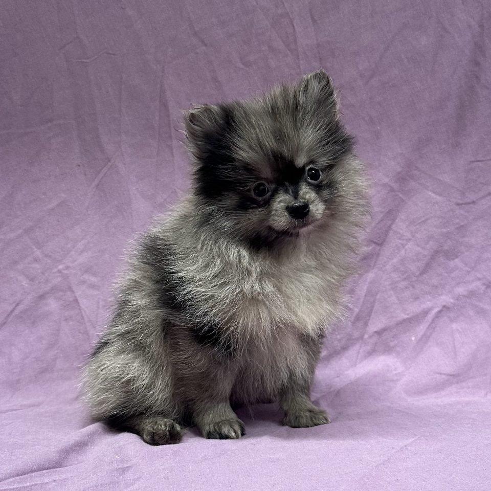 Vivaldy chiot spitz mâle bleu merle à vendre Paris