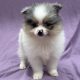 Valkiri chiot spitz mâle bleu merle et tan à vendre Paris