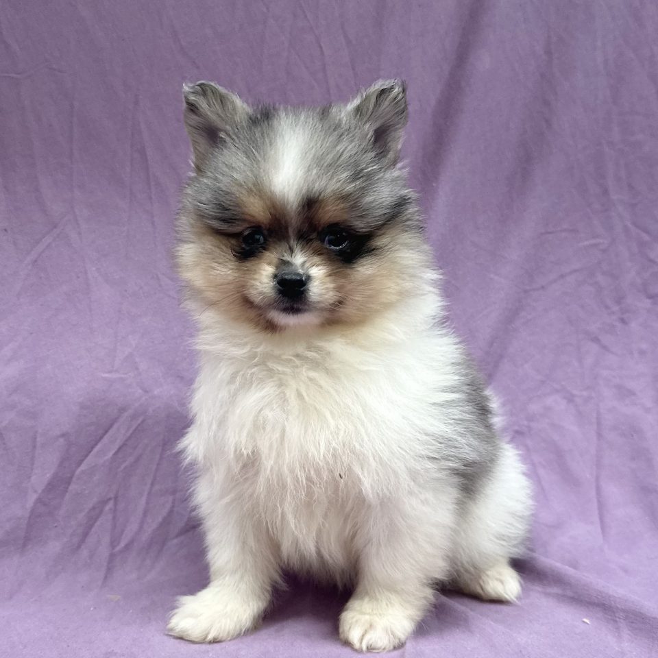 Vladislaw chiot spitz mâle bleu merle et tan à vendre Paris