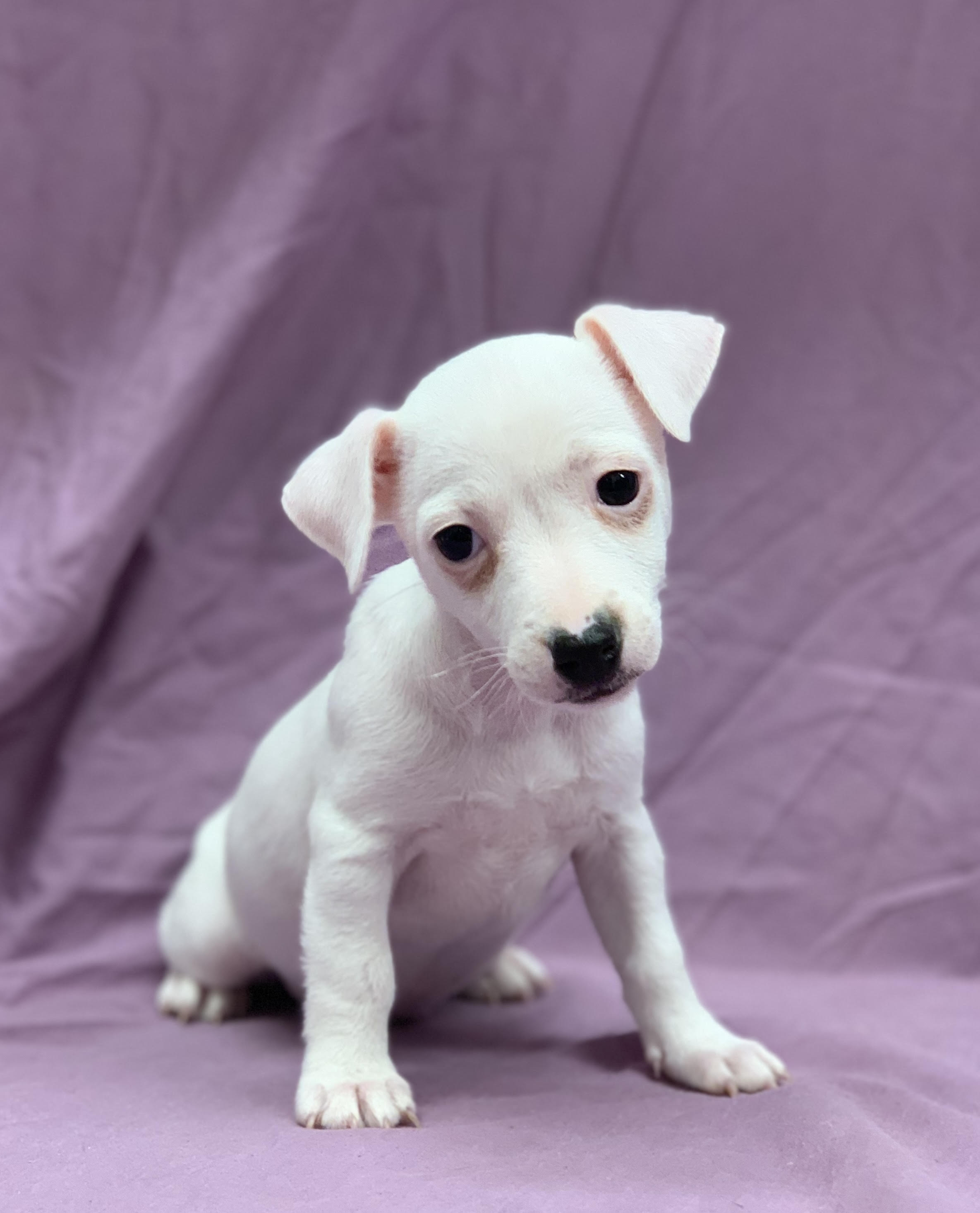 Velvet chiot jack russell blanche femelle à vendre Paris