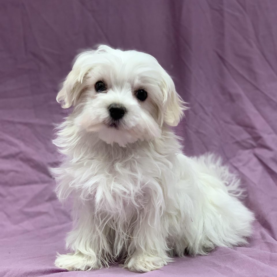 chiot bichon maltais femelle blanche à vendre Paris