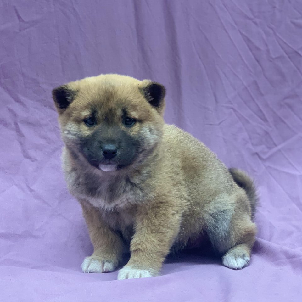 Vega chiot shiba Inu fauve femelle disponible à vendre paris