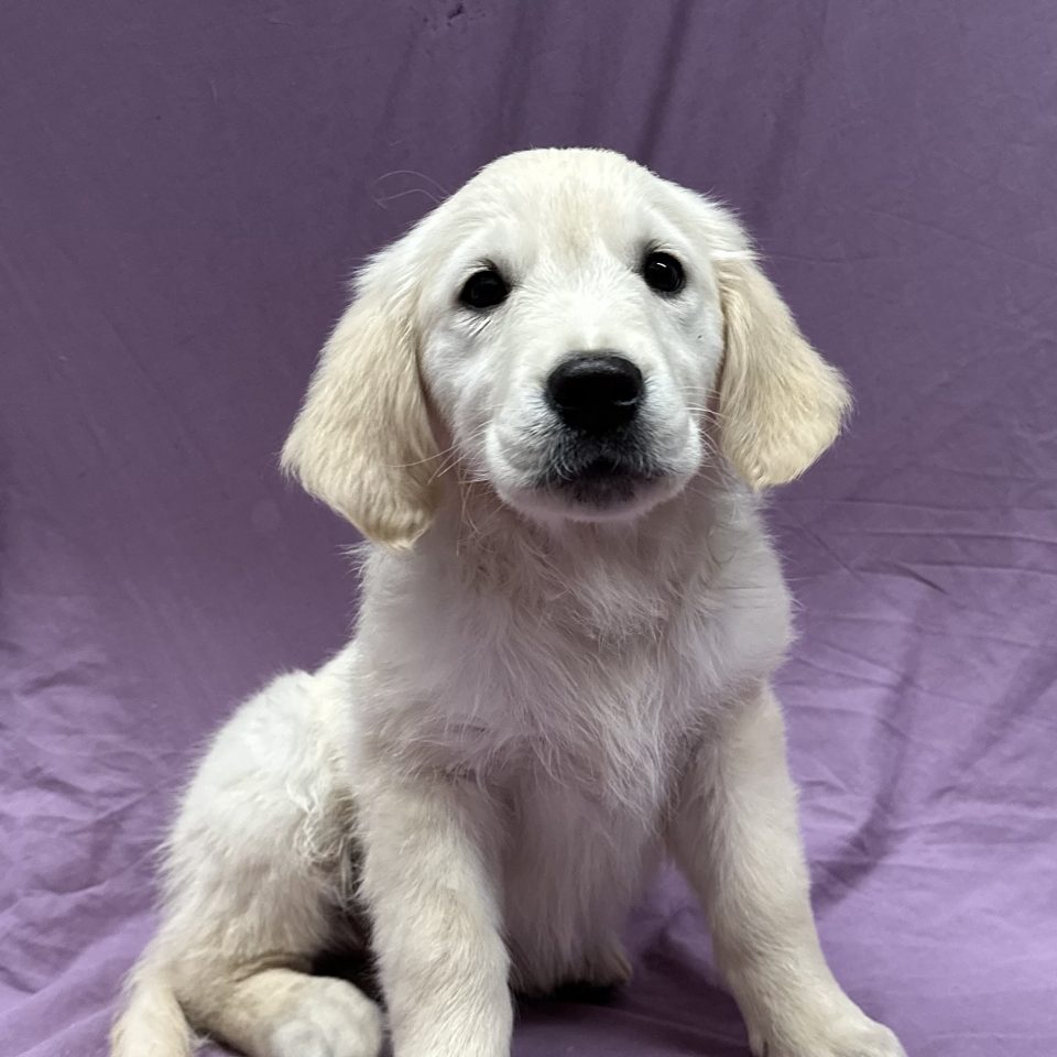 Valencia chiot golden retriever sable femelle à vendre Paris