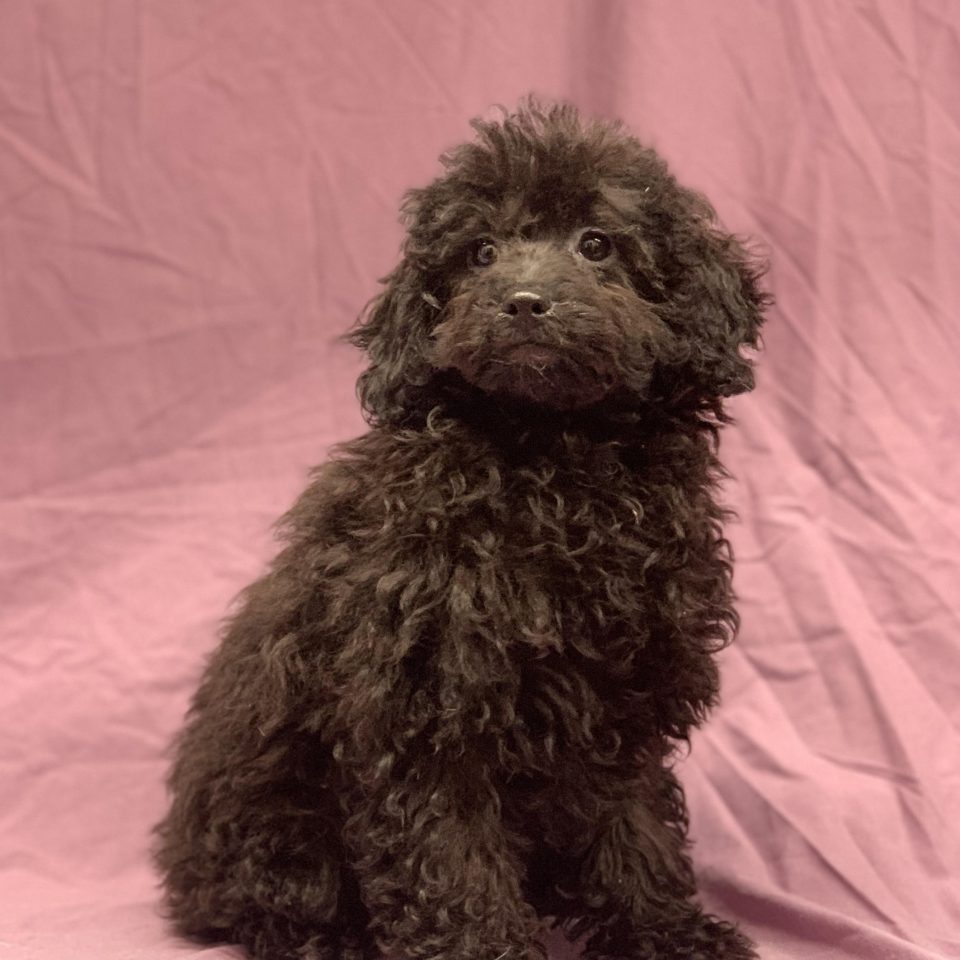 Vervette chiot caniche femelle noire à vendre Paris