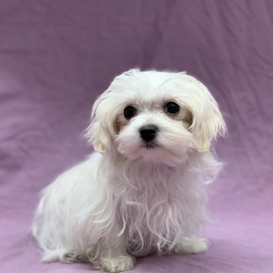 abyss chiot bichon maltais femelle blanche à vendre Paris