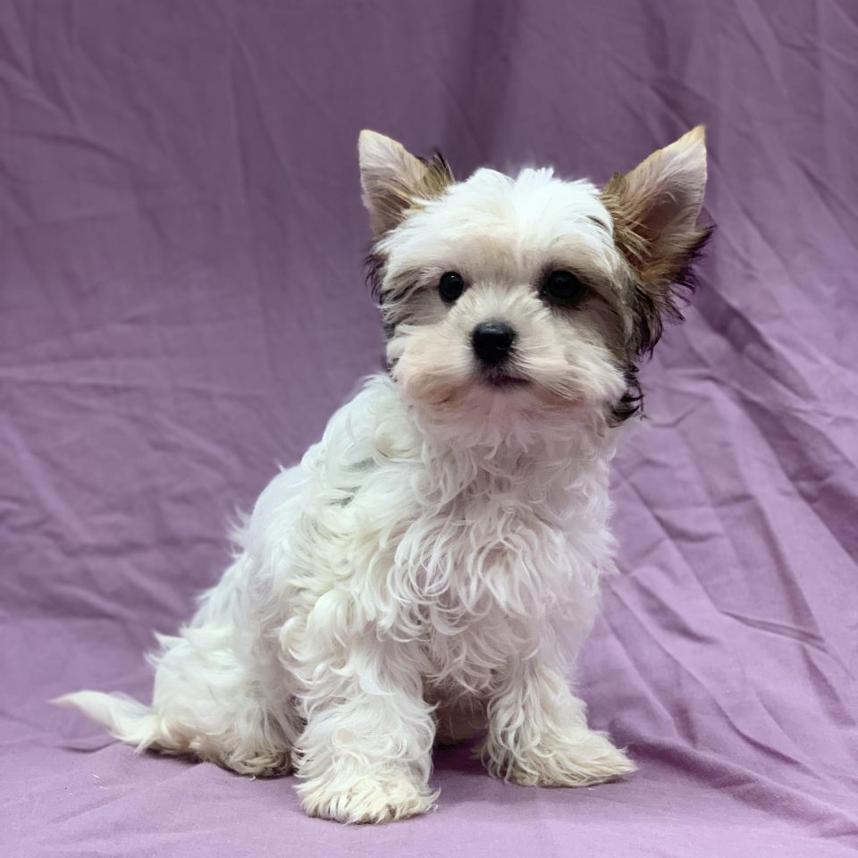 Voyko chiot yorkshire biewer tricolore mâle à vendre Paris