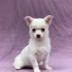 Ace chiot chihuahua blanc et crème mâle à vendre Paris