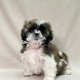 chiot shih-tzu tricolore male disponible