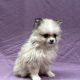 Akira chiot spitz femelle sable merle à vendre Paris