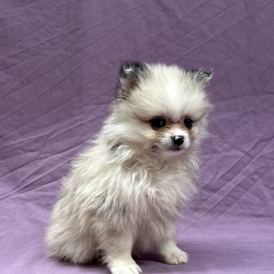 Akira chiot spitz femelle sable merle à vendre Paris