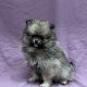 Altesse chiot spitz femelle sable charbonné à vendre Paris