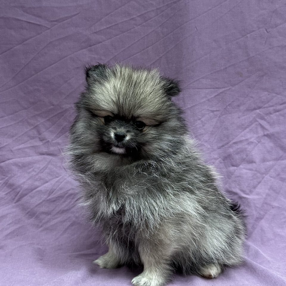 Altesse chiot spitz femelle sable charbonné à vendre Paris