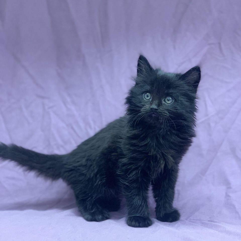 Angelo chaton européen mâle noir à vendre Paris