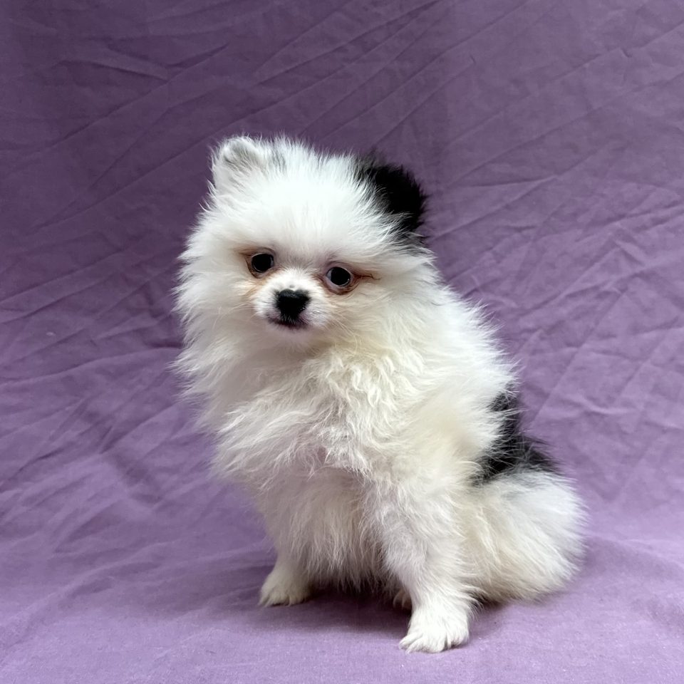 Armani chiot spitz mâle bicolore à vendre Paris