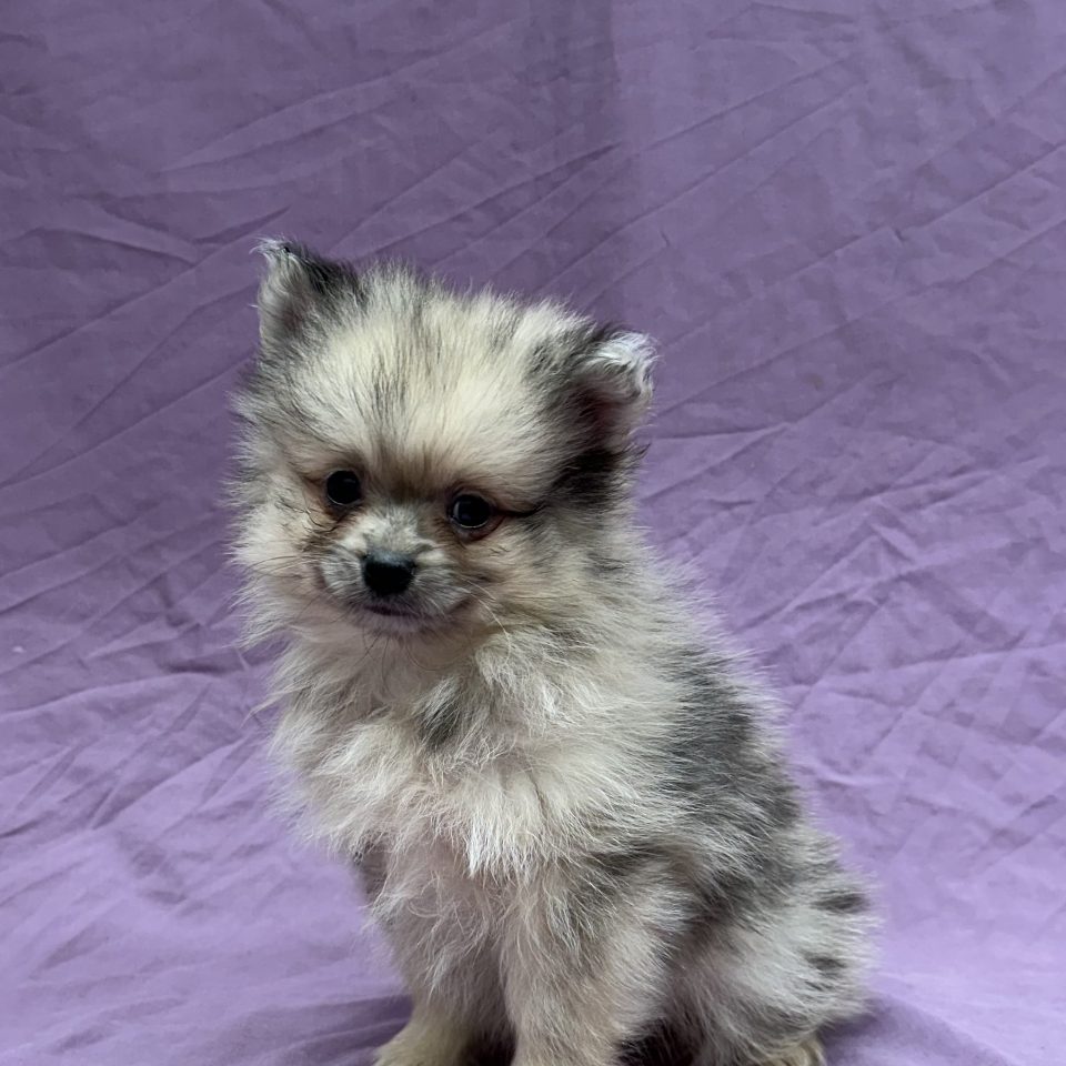 Asterix chiot spitz mâle sable merle à vendre Paris