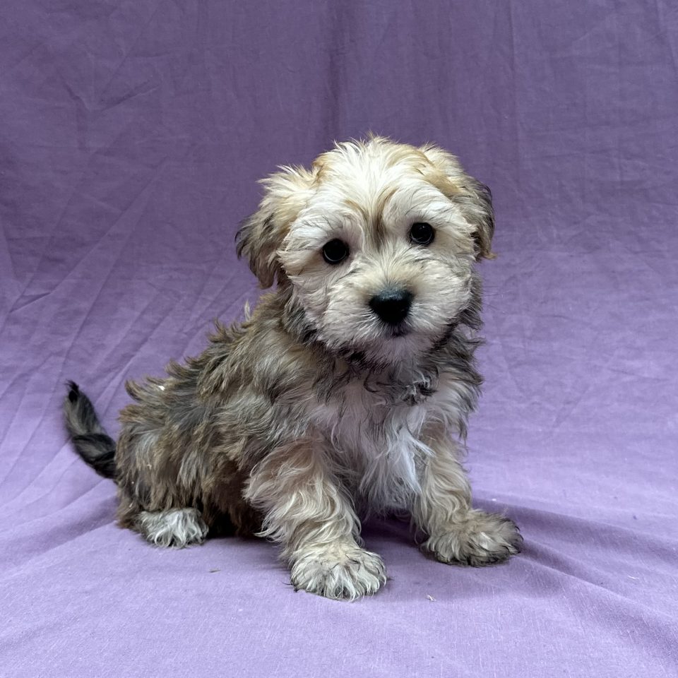 Augustin chiot morkie mâle fauve