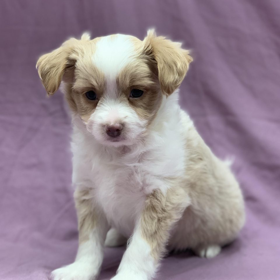 Aïko chiot bichon havanais mâle blanc et crème à vendre Paris