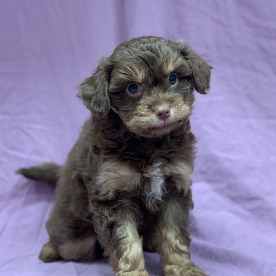 Azzaro chiot chipoo mâle chocolat à vendre Paris