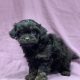 Alma chiot chipoo femelle noire à vendre Paris