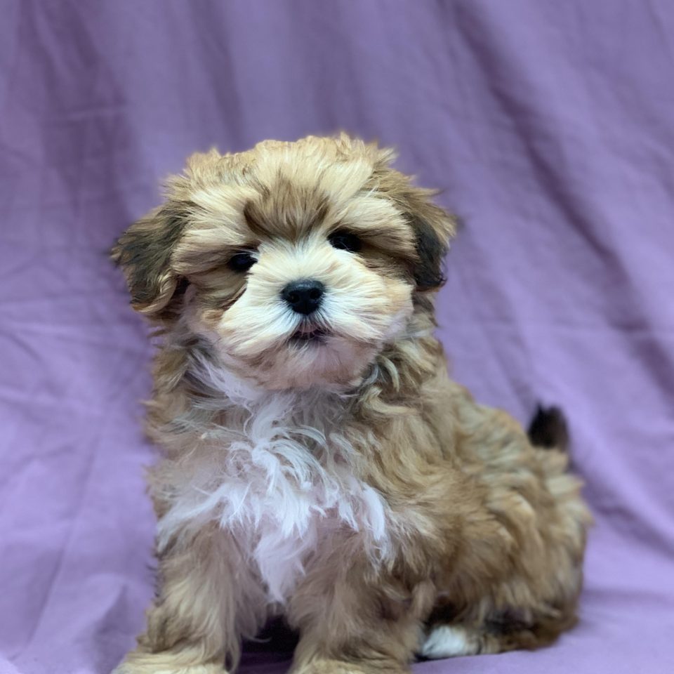 Aragorn chiot morkie mâle fauve à vendre Paris