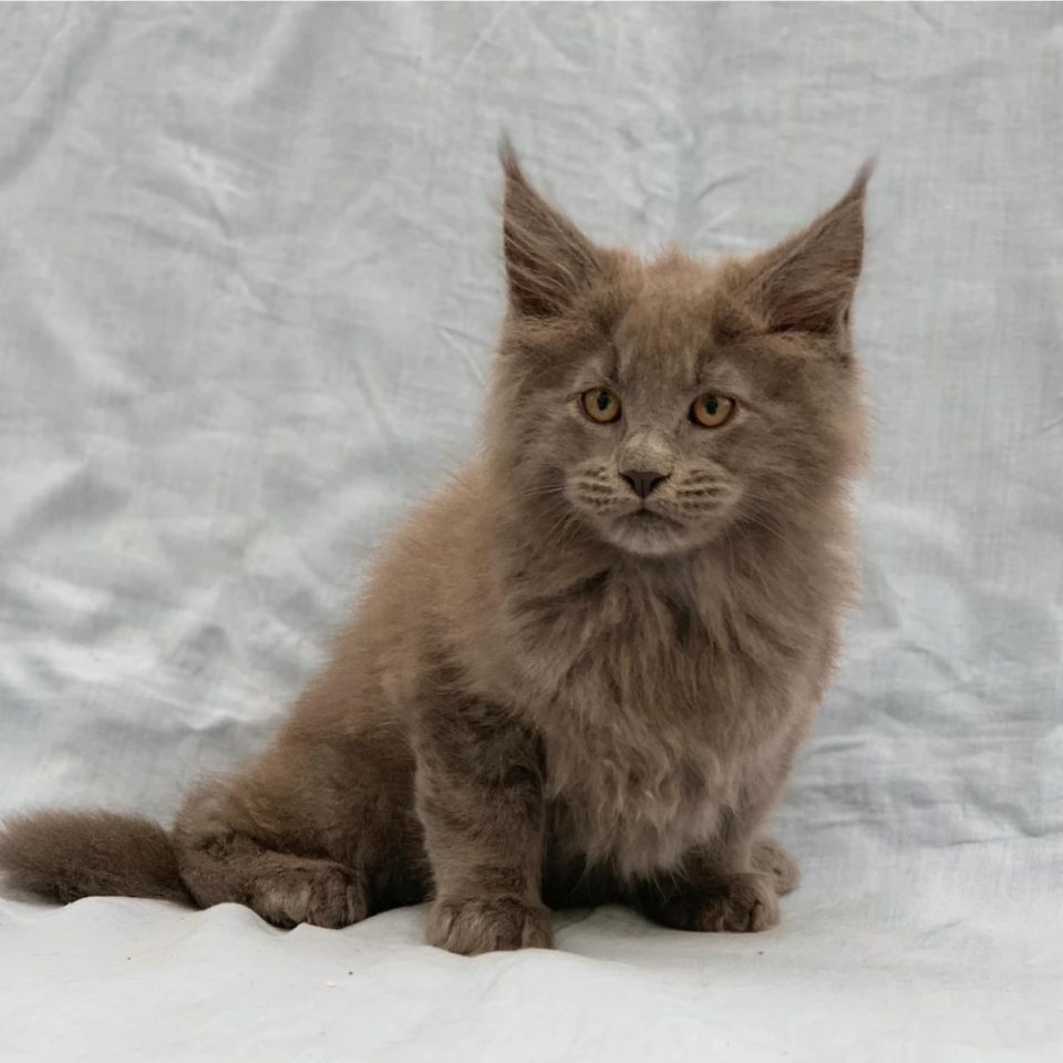 Addison chaton maine coon femelle bleu à vendre Paris