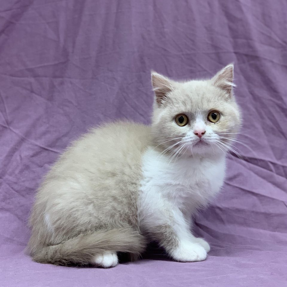 Adock chaton british shorthair mâle lilas et blanc à vendre Paris