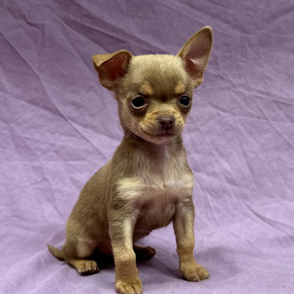 Alvaro chiot chihuahua fauve et tan mâle à vendre Paris
