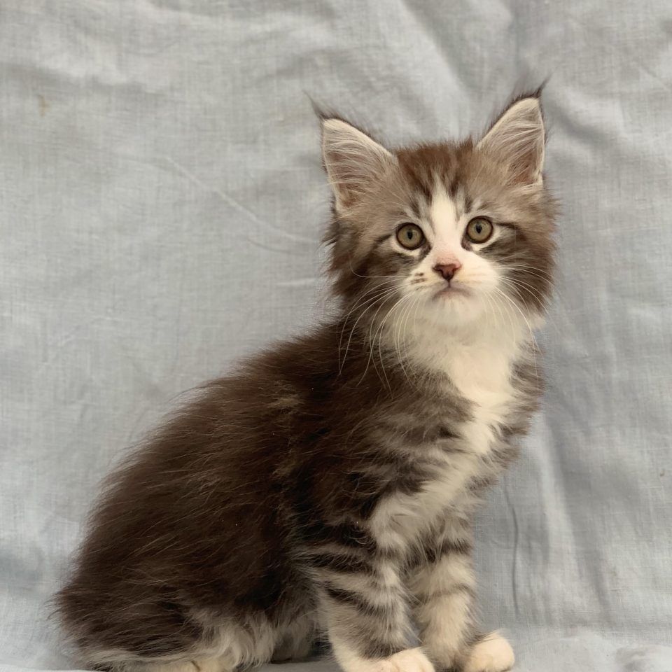 Amarock chaton maine coon mâle black silver tabby et blanc à vendre Paris