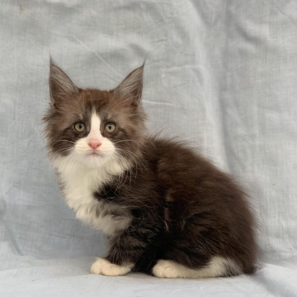 Amarys chaton maine coon femelle black smoke à vendre Paris