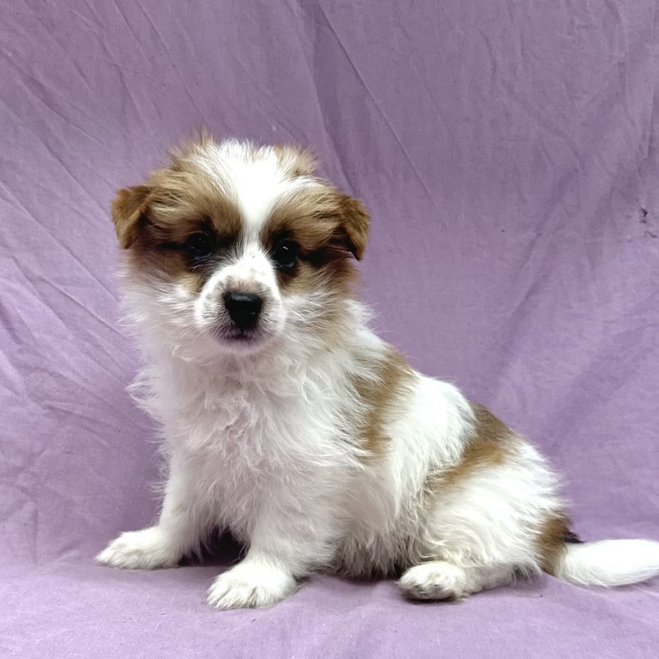 Aristote chiot yorkshire biewer fauve et blanc mâle à vendre Paris