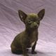 Arlo chiot chihuahua chocolat mâle à vendre Paris
