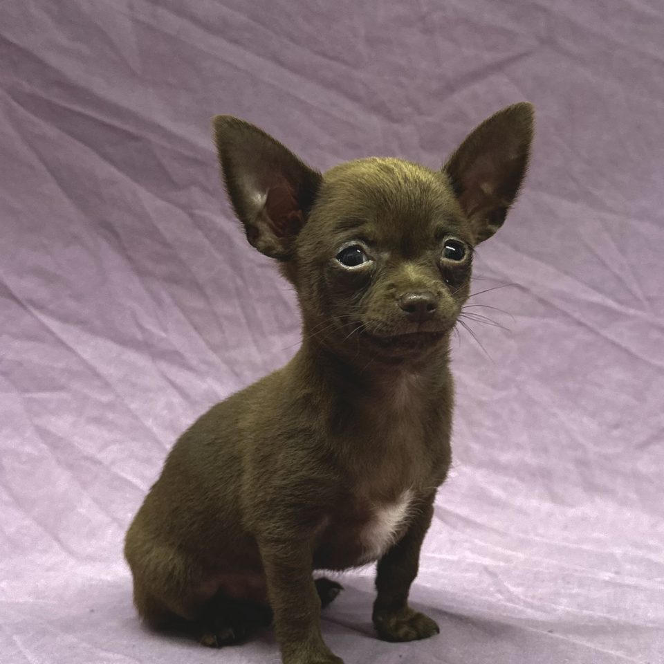 Arlo chiot chihuahua chocolat mâle à vendre Paris