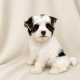 Basile chiot yorkshire biewer tricolore mâle