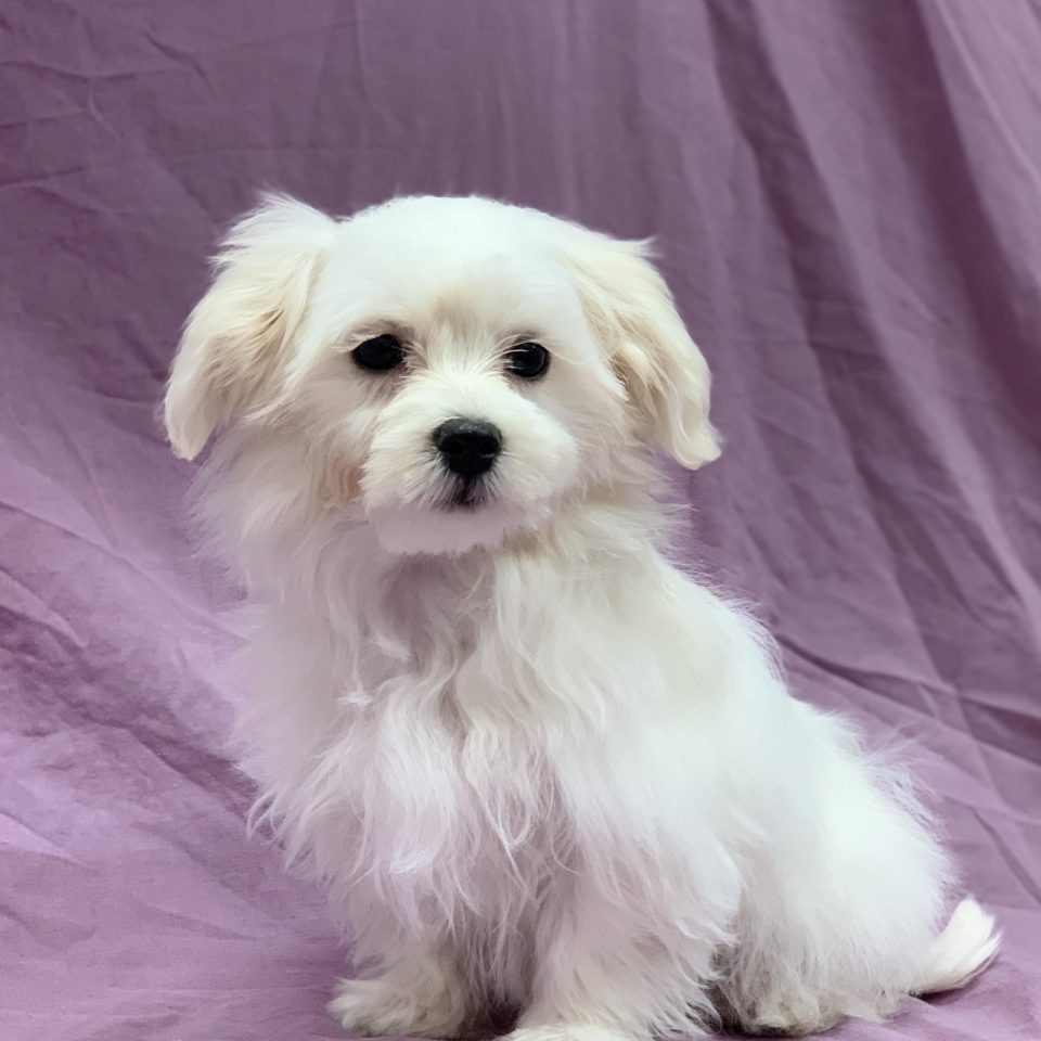 Alizee chiot bichon maltais femelle blanc à vendre Paris